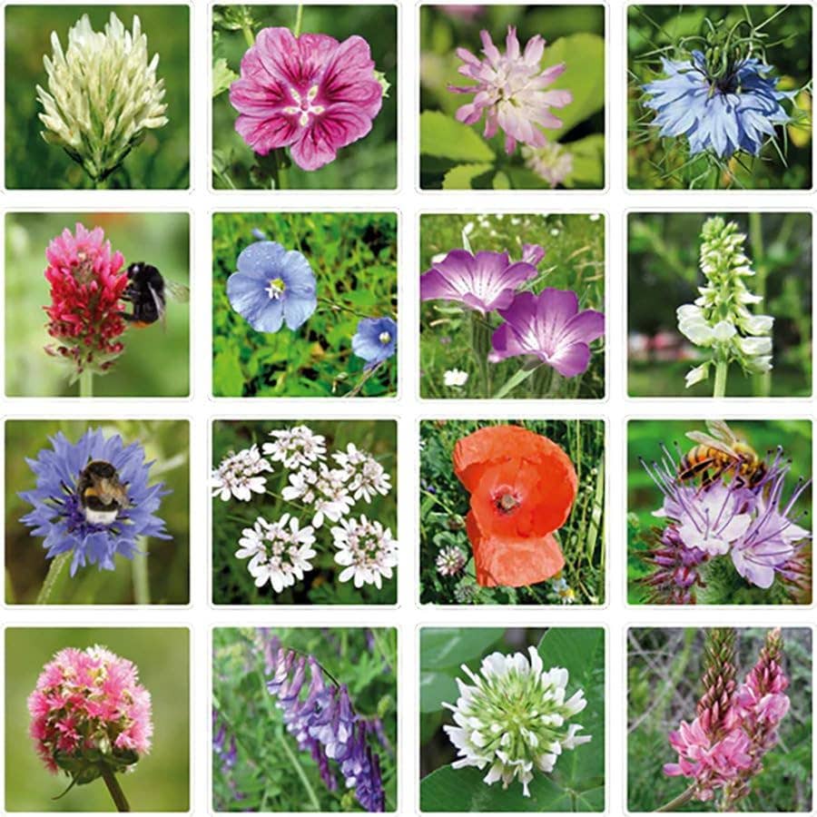Mini Wildflower Seed Box – Flowers For You Gift Set