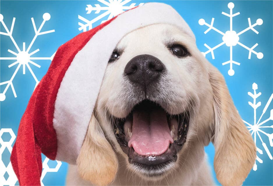 HOLIDAYS - SANTA PAWS stocking stuffer christmas gift fun