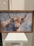 Highland Cow picture